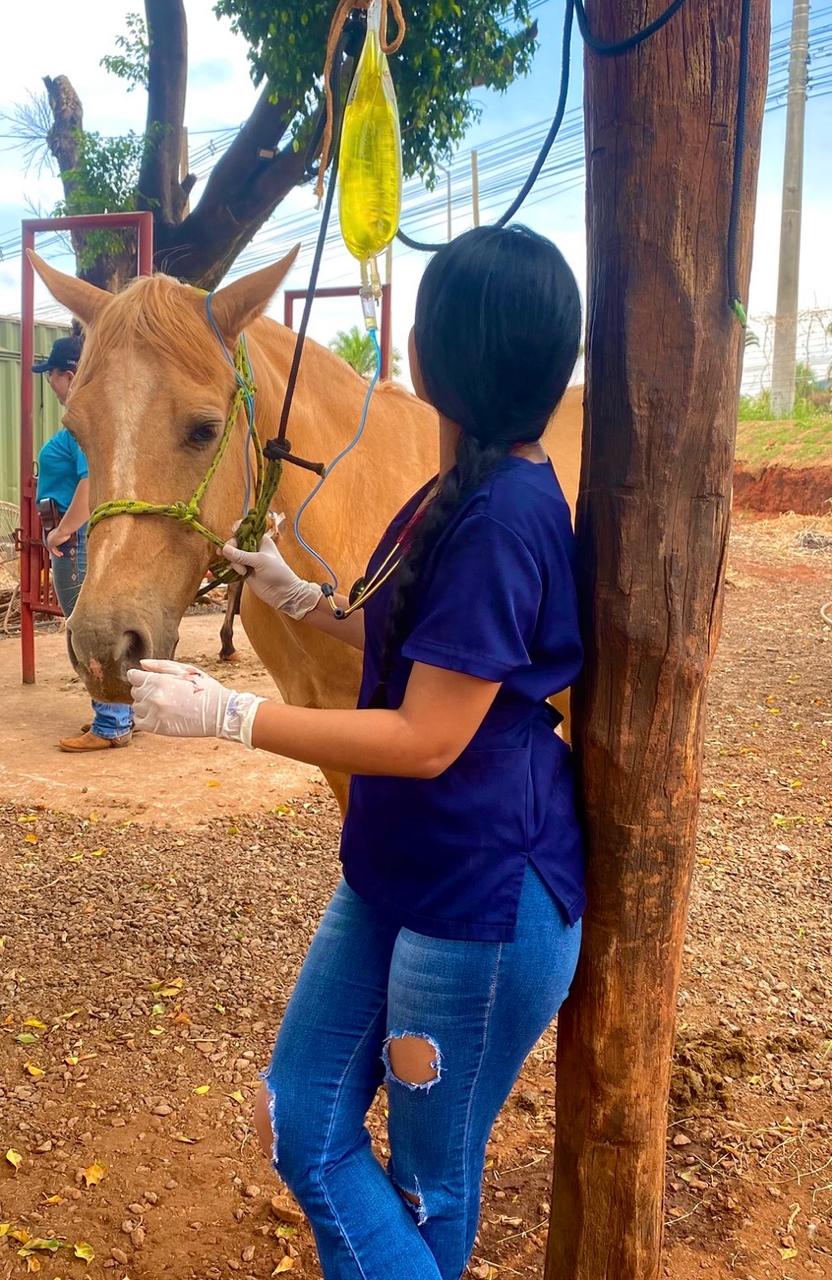Quando Levar seu Animal ao Veterinário: Guia de Emergência